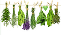Lunch and Learn: Cooking with Herbs 9/23/2026 11:30am